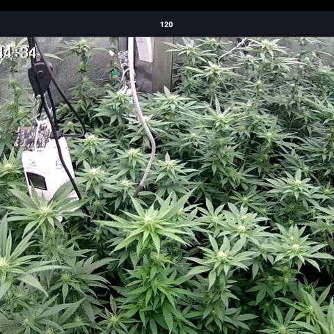 GMC G2 6.5 / Phänotyp A-H growlog timeline photo