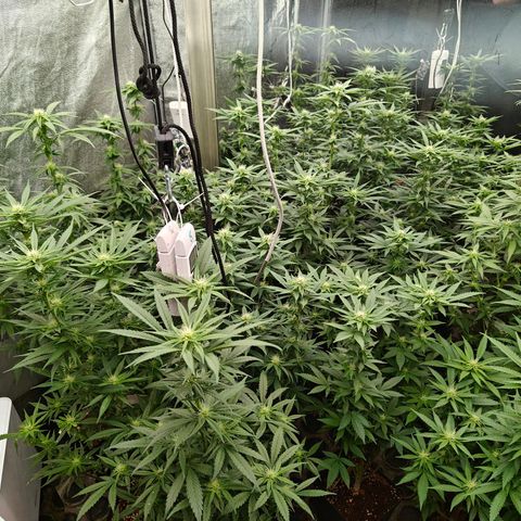 GMC G2 6.5 / Phänotyp A-H growlog photo: Entblättern vorher nacher