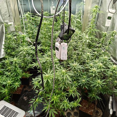 GMC G2 6.5 / Phänotyp A-H growlog photo: Entblättern vorher nacher