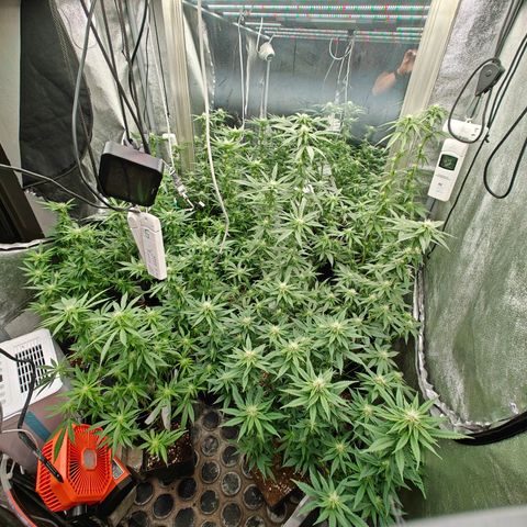 GMC G2 6.5 / Phänotyp A-H growlog photo: Entblättern vorher nacher