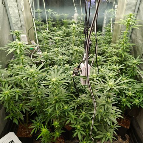 GMC G2 6.5 / Phänotyp A-H growlog photo: Entblättern vorher nacher