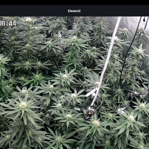 GMC G2 6.5 / Phänotyp A-H growlog timeline photo