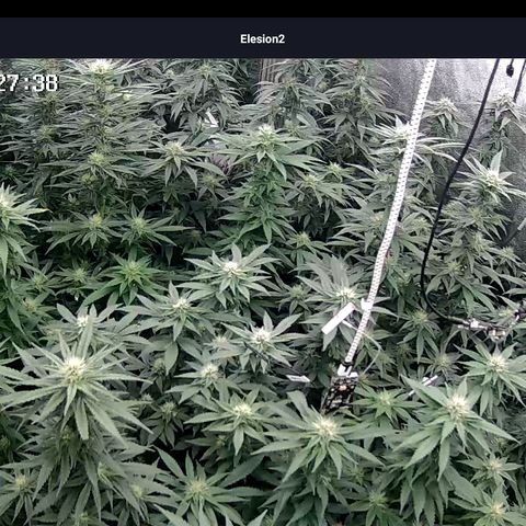 GMC G2 6.5 / Phänotyp A-H growlog timeline photo