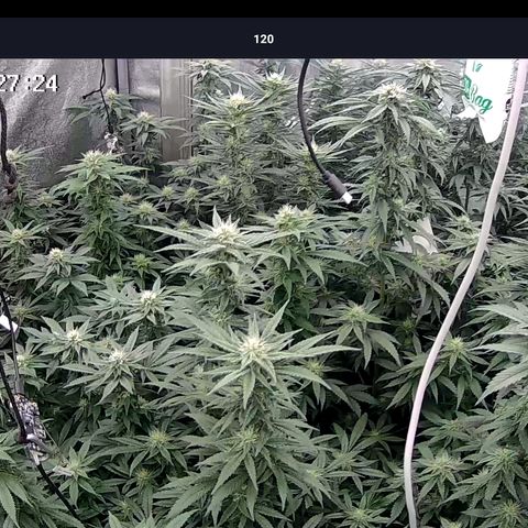 GMC G2 6.5 / Phänotyp A-H growlog timeline photo
