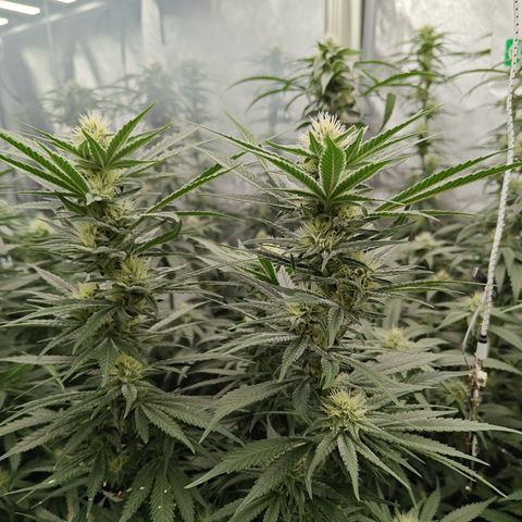 GMC G2 6.5 / Phänotyp A-H growlog timeline photo