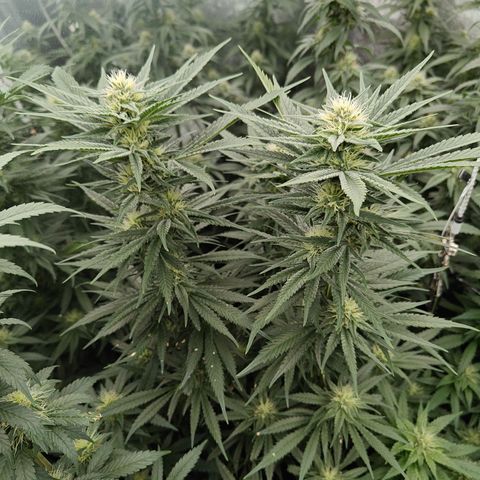 GMC G2 6.5 / Phänotyp A-H growlog timeline photo