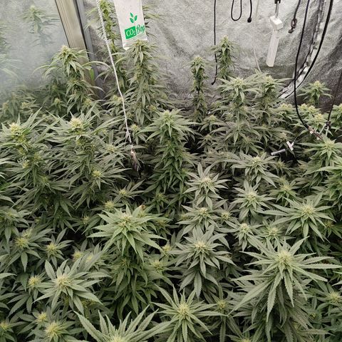 GMC G2 6.5 / Phänotyp A-H growlog timeline photo