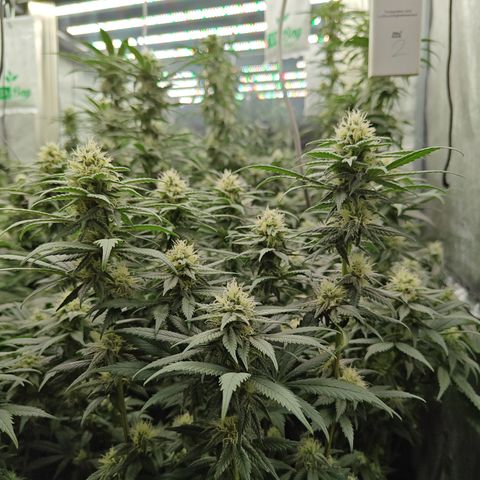 GMC G2 6.5 / Phänotyp A-H growlog timeline photo