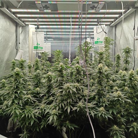GMC G2 6.5 / Phänotyp A-H growlog timeline photo