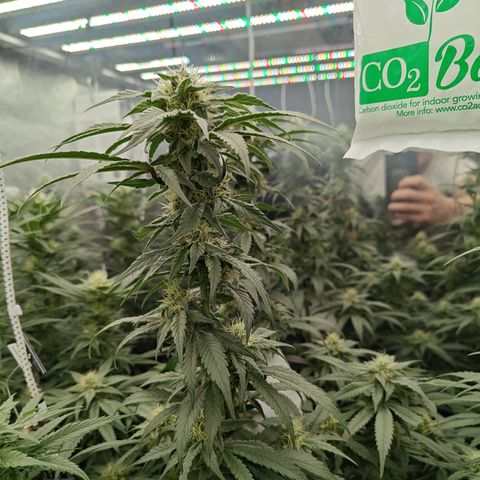 GMC G2 6.5 / Phänotyp A-H growlog timeline photo