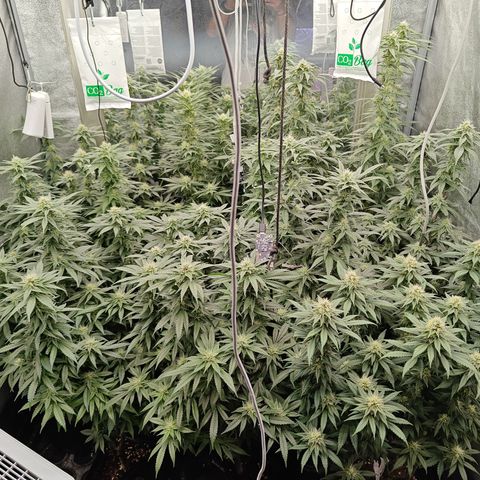 GMC G2 6.5 / Phänotyp A-H growlog timeline photo