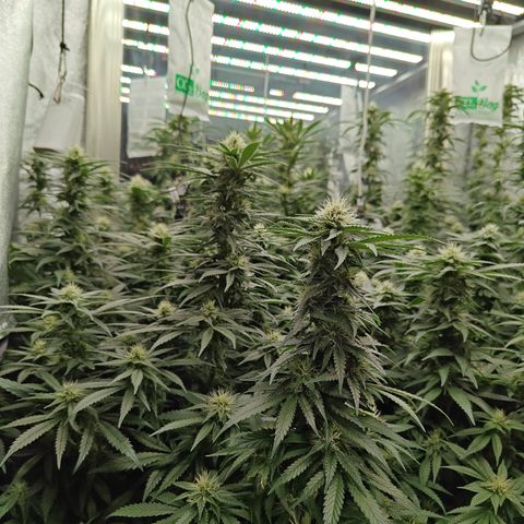 GMC G2 6.5 / Phänotyp A-H growlog timeline photo