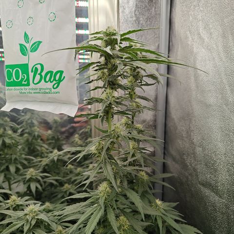 GMC G2 6.5 / Phänotyp A-H growlog timeline photo