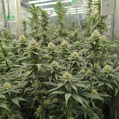 GMC G2 6.5 / Phänotyp A-H growlog timeline photo