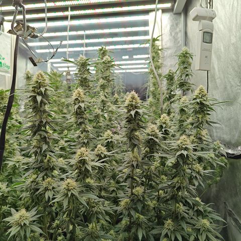 GMC G2 6.5 / Phänotyp A-H growlog photo: 80000-100000 Lumen