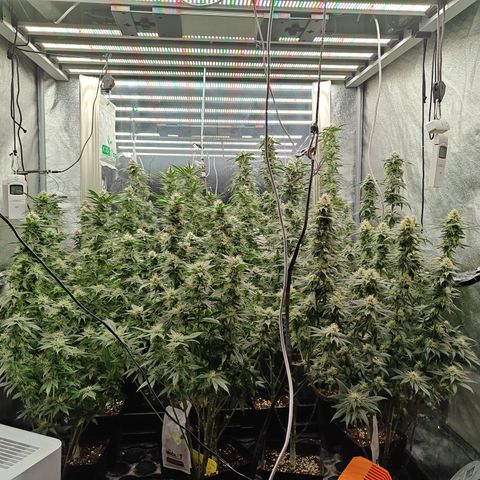 GMC G2 6.5 / Phänotyp A-H growlog photo: 80000-100000 Lumen