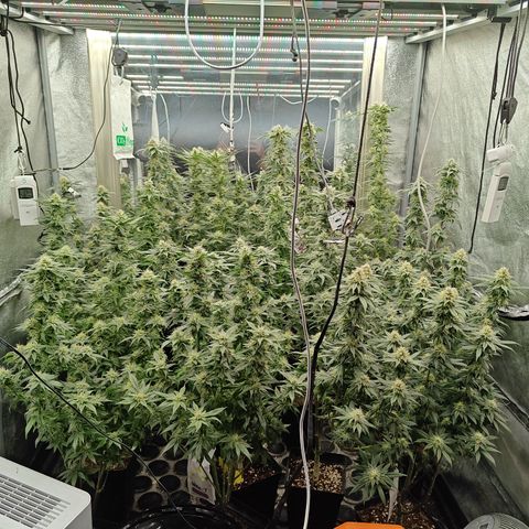 GMC G2 6.5 / Phänotyp A-H growlog photo: 80000-100000 Lumen