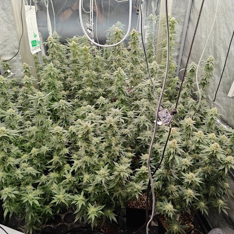GMC G2 6.5 / Phänotyp A-H growlog photo: 80000-100000 Lumen