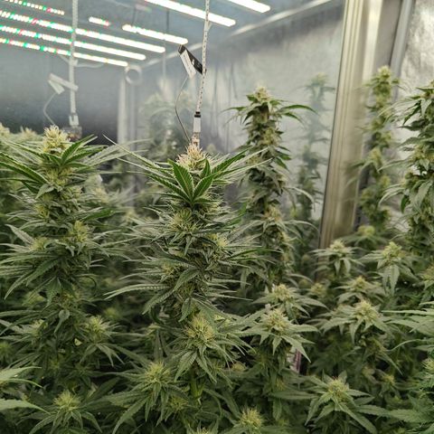 GMC G2 6.5 / Phänotyp A-H growlog photo: 80000-100000 Lumen