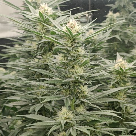 GMC G2 6.5 / Phänotyp A-H growlog photo: 80000-100000 Lumen