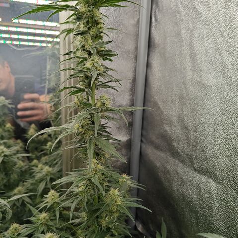 GMC G2 6.5 / Phänotyp A-H growlog photo: 80000-100000 Lumen