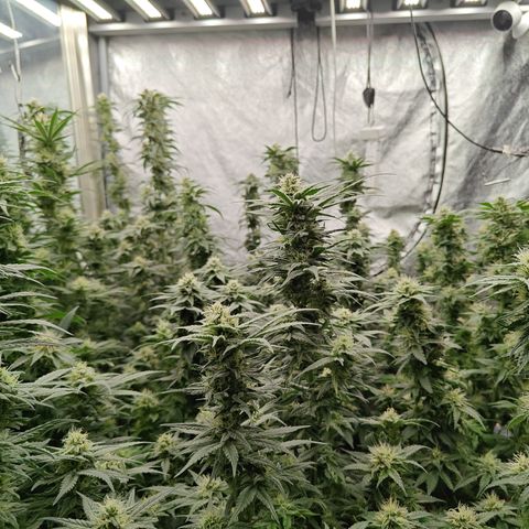 GMC G2 6.5 / Phänotyp A-H growlog photo: 80000-100000 Lumen