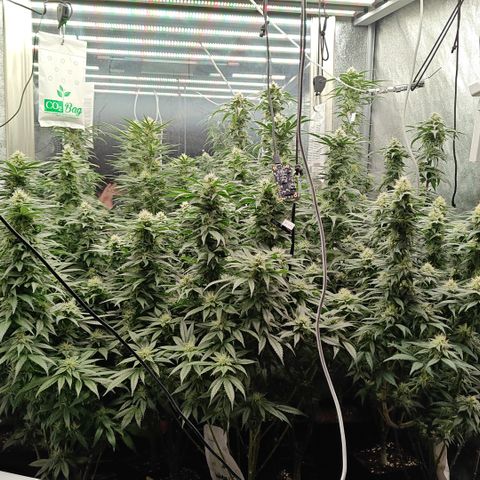 GMC G2 6.5 / Phänotyp A-H growlog photo: 80000-100000 Lumen