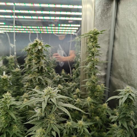 GMC G2 6.5 / Phänotyp A-H growlog photo: 80000-100000 Lumen