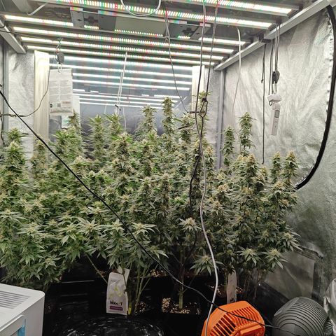 GMC G2 6.5 / Phänotyp A-H growlog photo: Tag 36