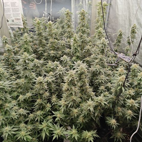 GMC G2 6.5 / Phänotyp A-H growlog photo: Tag 36