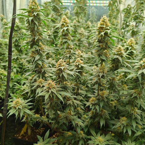GMC G2 6.5 / Phänotyp A-H growlog timeline photo