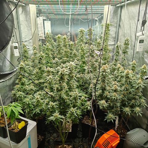 GMC G2 6.5 / Phänotyp A-H growlog timeline photo