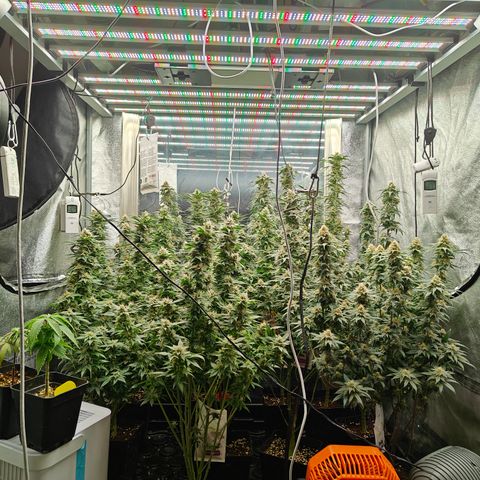 GMC G2 6.5 / Phänotyp A-H growlog timeline photo