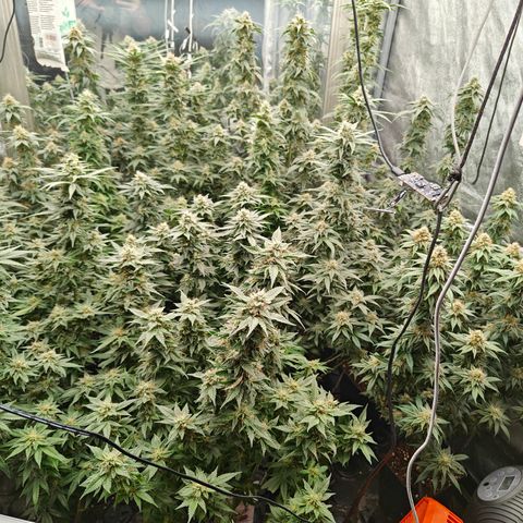 GMC G2 6.5 / Phänotyp A-H growlog timeline photo