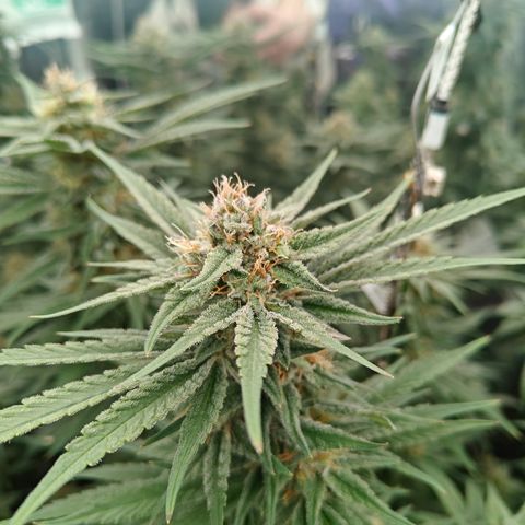 GMC G2 6.5 / Phänotyp A-H growlog timeline photo