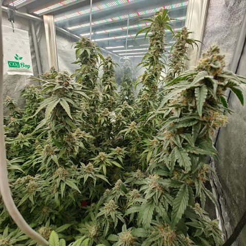 GMC G2 6.5 / Phänotyp A-H growlog timeline photo