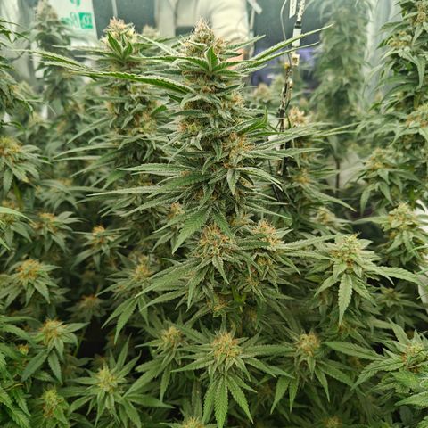 GMC G2 6.5 / Phänotyp A-H growlog timeline photo