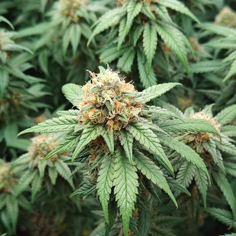 GMC G2 6.5 / Phänotyp A-H growlog timeline photo
