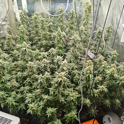 GMC G2 6.5 / Phänotyp A-H growlog timeline photo