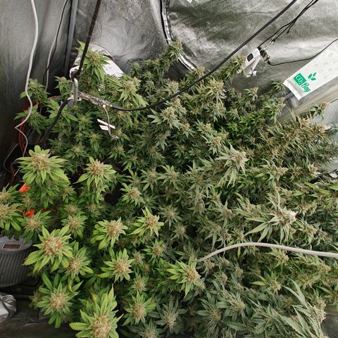 GMC G2 6.5 / Phänotyp A-H growlog timeline photo