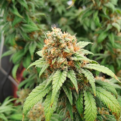 GMC G2 6.5 / Phänotyp A-H growlog photo: Tag 48