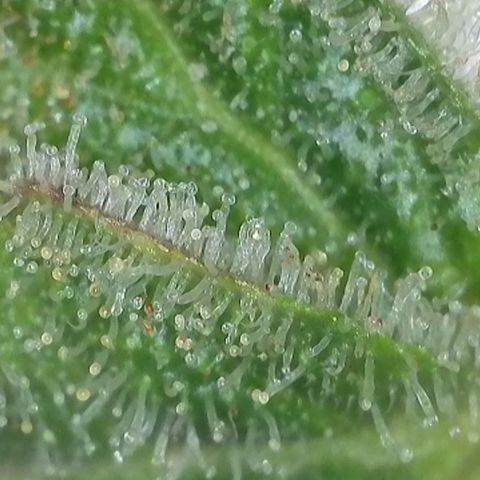 GMC G2 6.5 / Phänotyp A-H growlog timeline photo