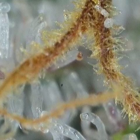 GMC G2 6.5 / Phänotyp A-H growlog timeline photo