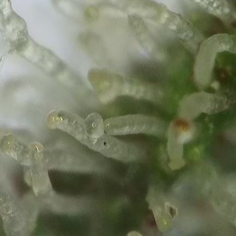GMC G2 6.5 / Phänotyp A-H growlog timeline photo