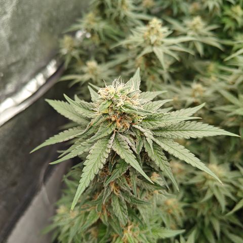 GMC G2 6.5 / Phänotyp A-H growlog timeline photo