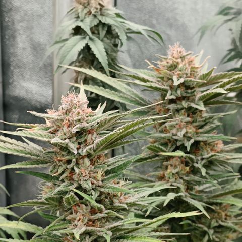 GMC G2 6.5 / Phänotyp A-H growlog photo: Tag 48