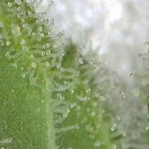 GMC G2 6.5 / Phänotyp A-H growlog timeline photo