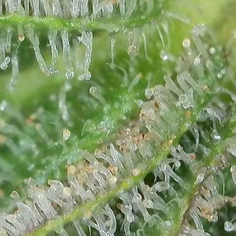 GMC G2 6.5 / Phänotyp A-H growlog timeline photo