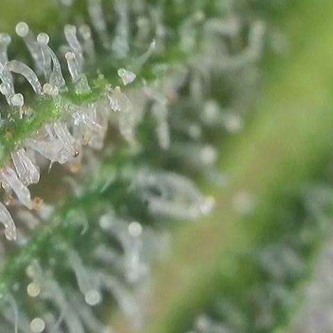 GMC G2 6.5 / Phänotyp A-H growlog timeline photo
