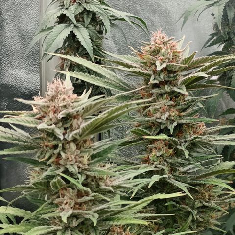 GMC G2 6.5 / Phänotyp A-H growlog photo: Tag 48